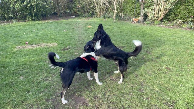 Border Collie puppies (working stock bred) for sale in Goole, East Riding of Yorkshire - Image 4