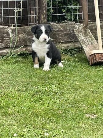 Border Collie puppies (working stock bred) for sale in Goole, East Riding of Yorkshire - Image 5