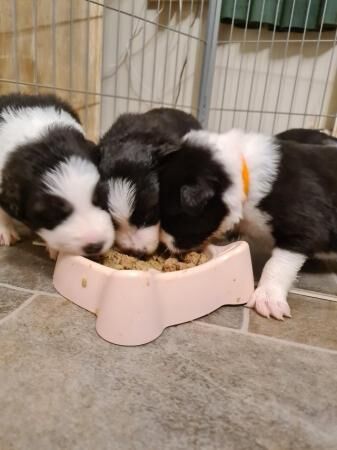 Border Collie PuppiesBorn 05/07 for sale in Kingston upon Hull, East Riding of Yorkshire - Image 1