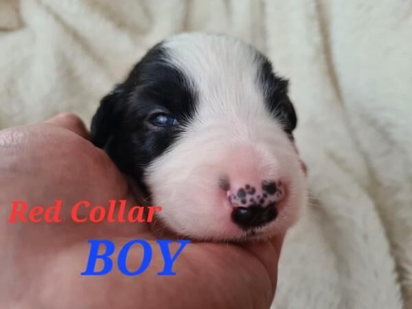 Border Collie PuppiesBorn 05/07 for sale in Kingston upon Hull, East Riding of Yorkshire - Image 2