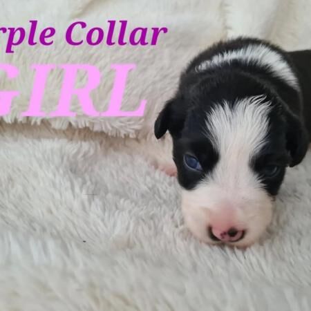 Border Collie PuppiesBorn 05/07 for sale in Kingston upon Hull, East Riding of Yorkshire - Image 3