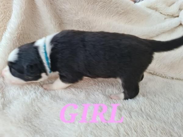 Border Collie PuppiesBorn 05/07 for sale in Kingston upon Hull, East Riding of Yorkshire - Image 4