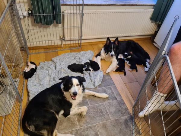 Border Collie PuppiesBorn 05/07 for sale in Kingston upon Hull, East Riding of Yorkshire - Image 5