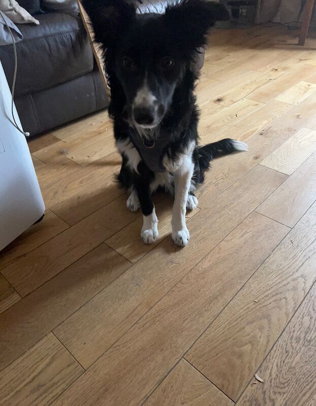 Border Collie Puppy for sale in London, Greater London - Image 2