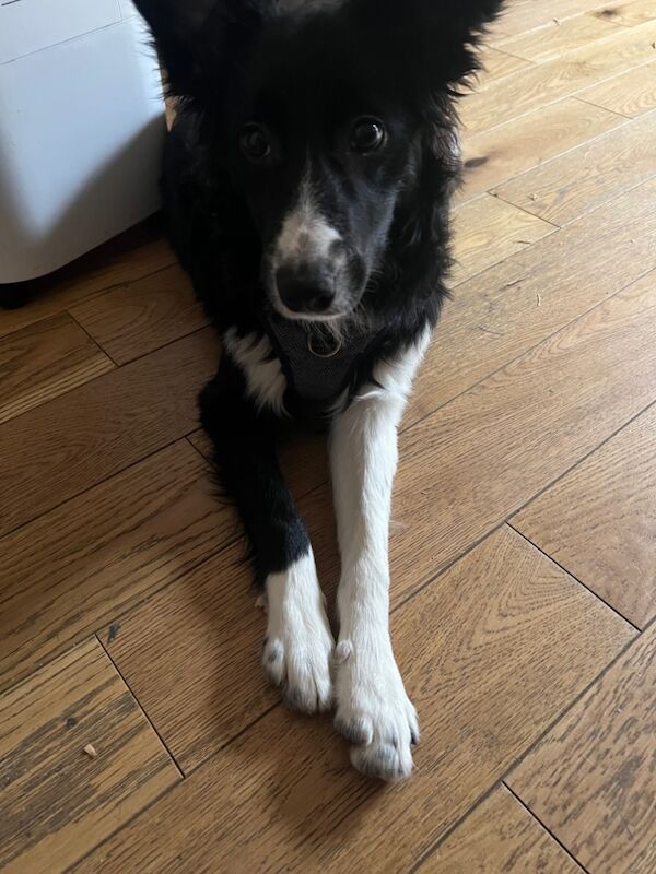 Border Collie Puppy for sale in London, Greater London - Image 3