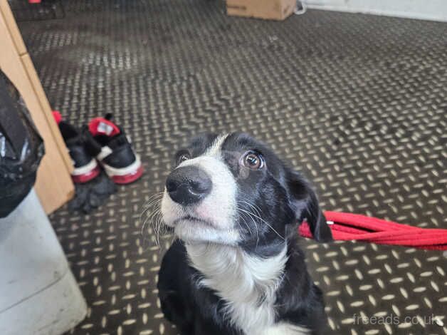 Border collie puppy for sale in Dunfermline, Fife