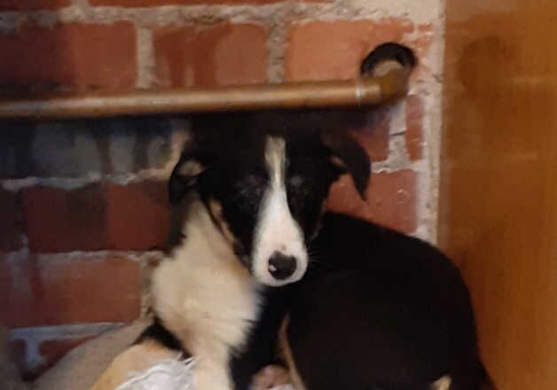 Border Collie Puppy for sale in Llandovery/Llanymddyfri, Carmarthenshire