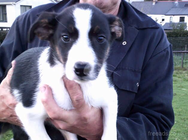 Border Collie Puppy - Working Female for sale in Caerphilly/Caerffil, Caerphilly