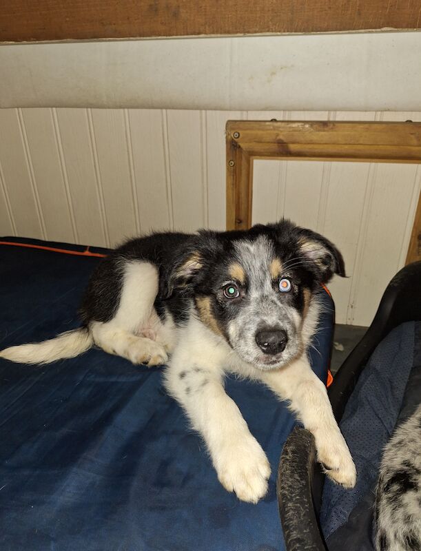 Border collie pups for sale in Llantwit Major/Llanilltud Fawr, The Vale of Glamor