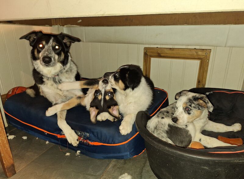 Border collie pups for sale in Llantwit Major/Llanilltud Fawr, The Vale of Glamor - Image 2