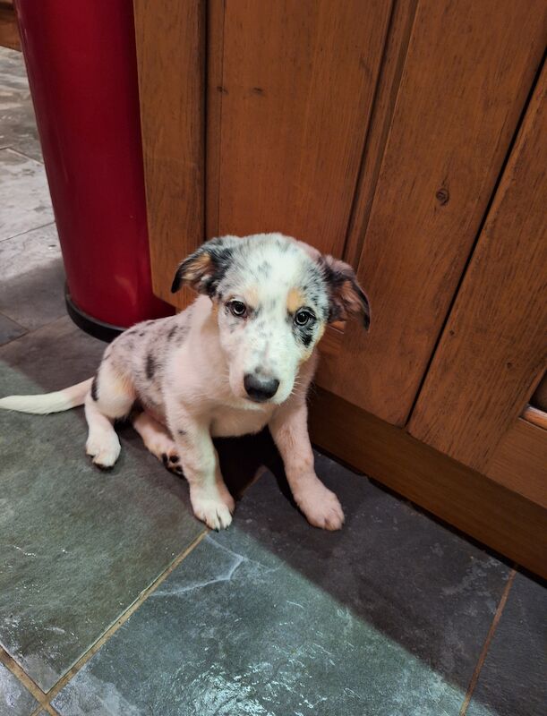 Border collie pups for sale in Llantwit Major/Llanilltud Fawr, The Vale of Glamor - Image 3