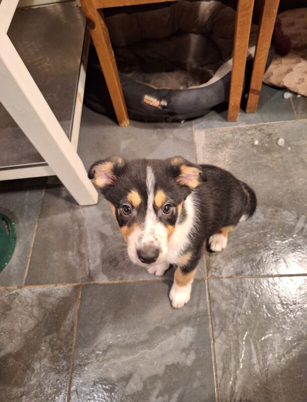 Border collie pups for sale in Llantwit Major/Llanilltud Fawr, The Vale of Glamor - Image 4