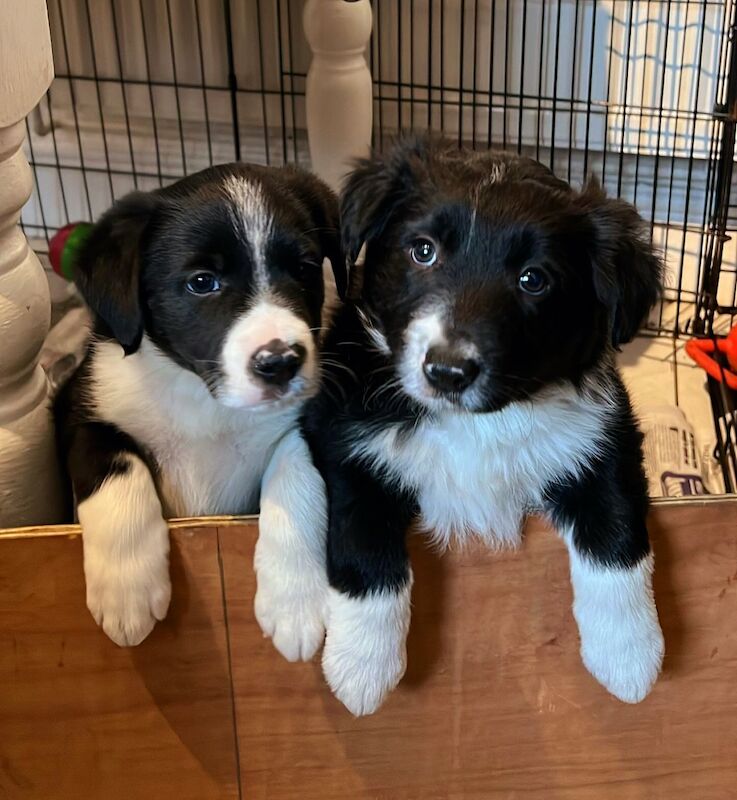 Border collie pups for sale in Brandon, County Durham - Image 4