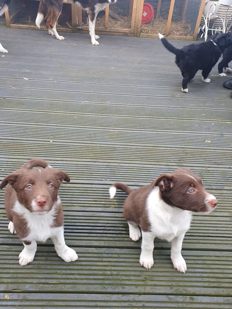 Border collie pups for sale in Brandon, County Durham - Image 3