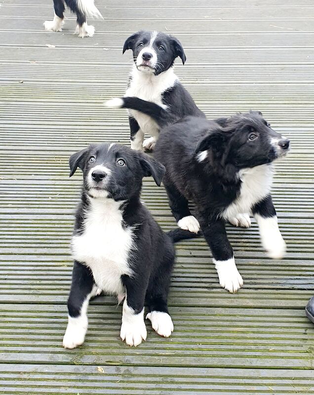 Border collie pups for sale in Brandon, County Durham - Image 2