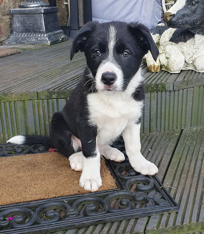 Border collie pups for sale in Brandon, County Durham - Image 1