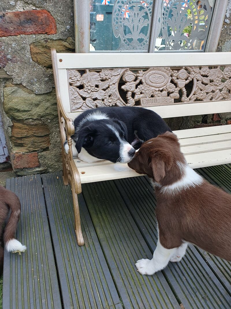 Border collie pups for sale in Brandon, County Durham - Image 6