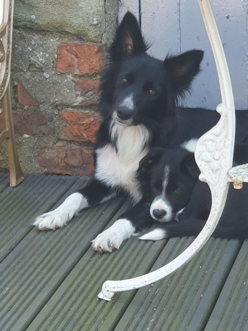 Border collie pups for sale in Brandon, County Durham - Image 5