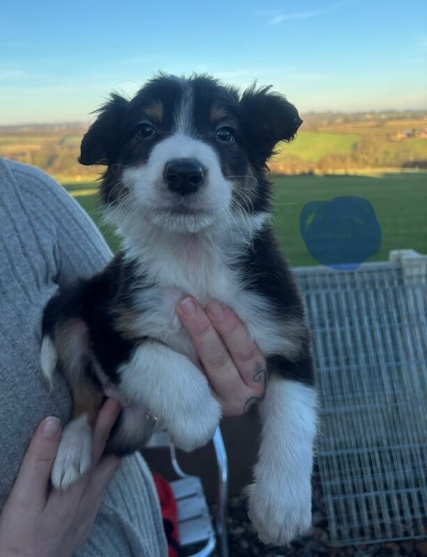 Border collie pups for sale in Ilkeston, Derbyshire