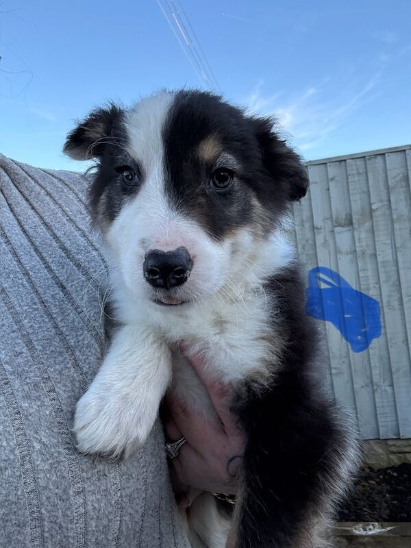 Border collie pups for sale in Ilkeston, Derbyshire - Image 2