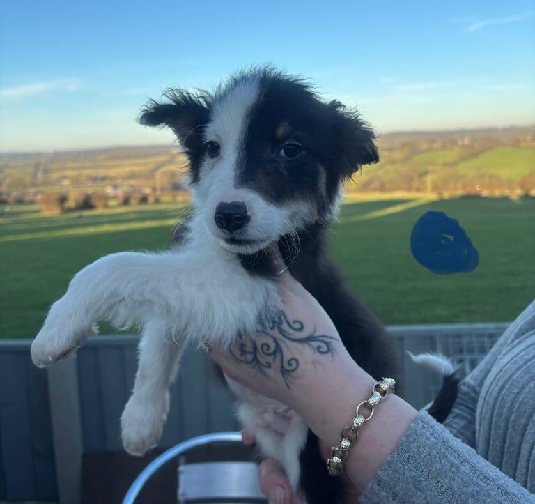 Border collie pups for sale in Ilkeston, Derbyshire - Image 3