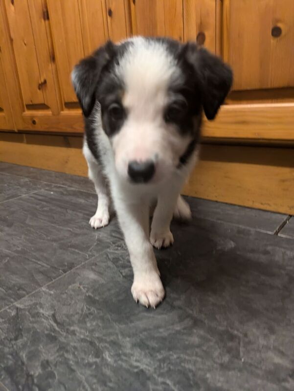 Border Collie Pups for sale in Thurso, Highland