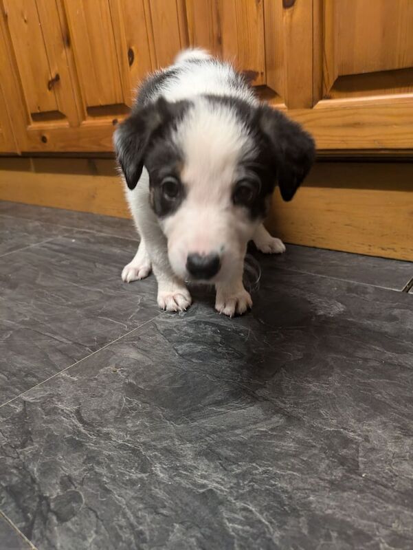 Border Collie Pups for sale in Thurso, Highland - Image 2