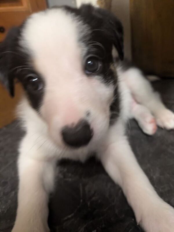 Border Collie Pups for sale in Thurso, Highland - Image 3