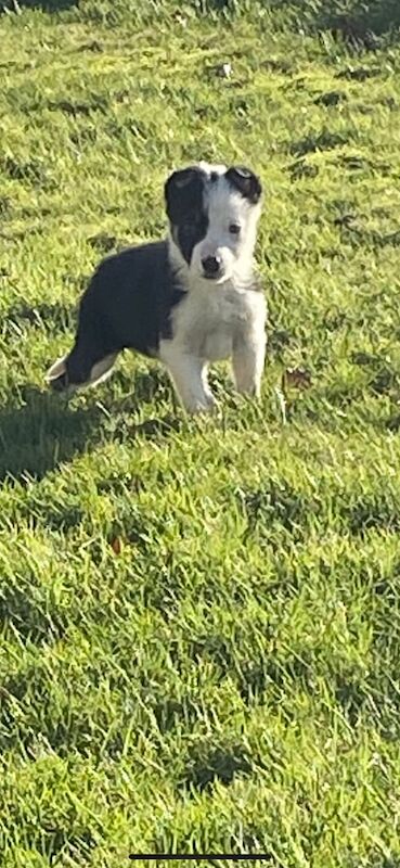 Border collie pups for sale in Lesmahagow, Lanarkshire