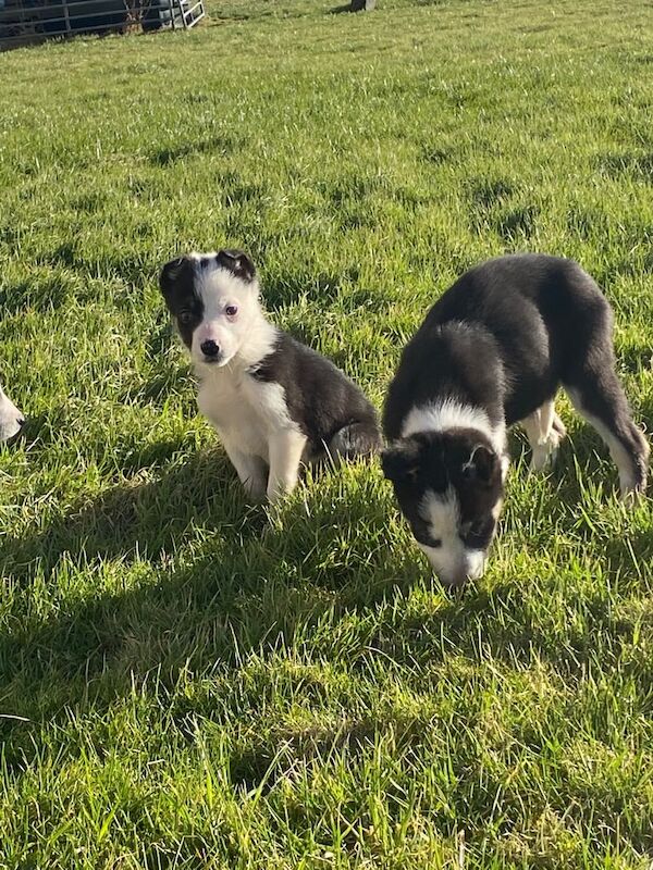 Border collie pups for sale in Lesmahagow, Lanarkshire - Image 2