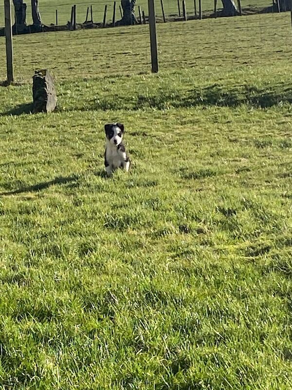 Border collie pups for sale in Lesmahagow, Lanarkshire - Image 3