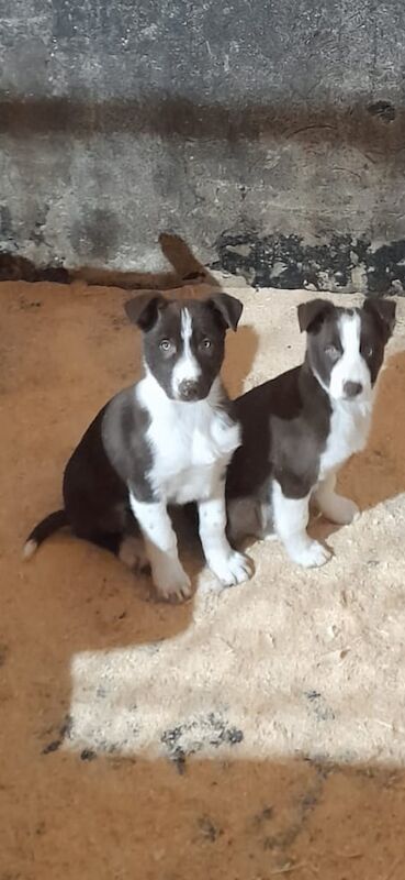 Border collie pups for sale in Dromore , County Down