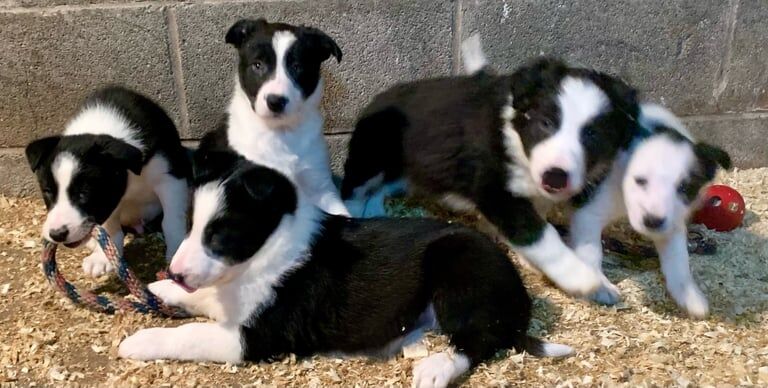 Border Collie pups for sale in Bacup, Lancashire - Image 2