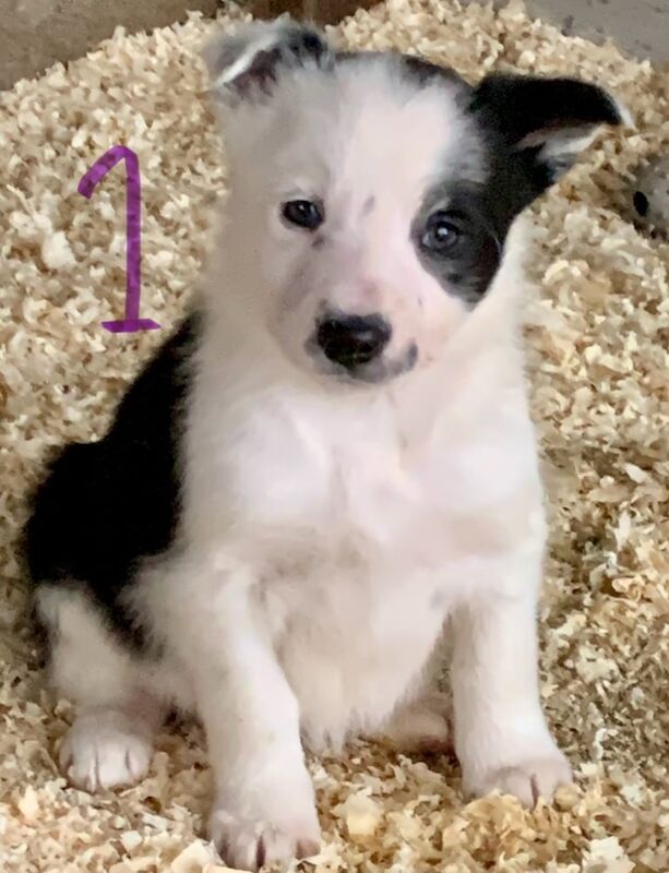 Border Collie pups for sale in Bacup, Lancashire - Image 3