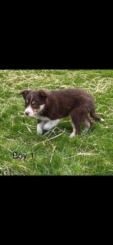 Border collie pups for sale in Ayr, Ayrshire and Arran