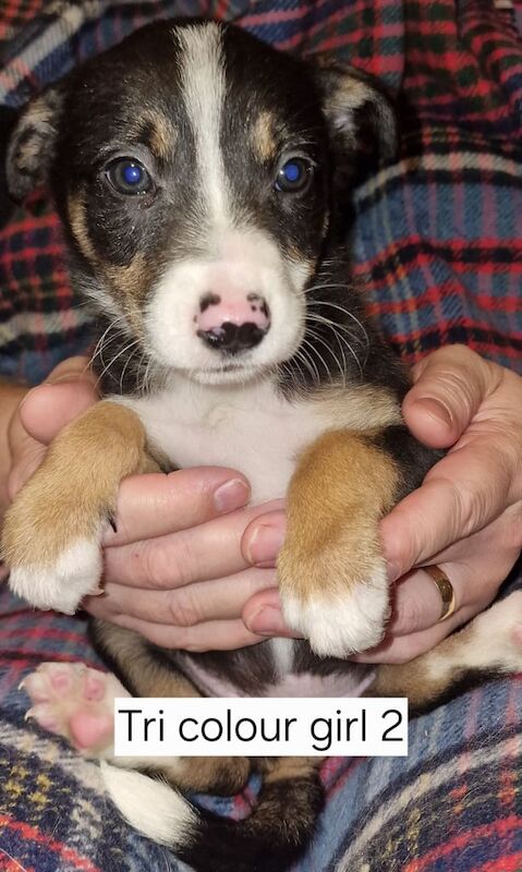 Border collie pups for sale in Bathgate, West Lothian