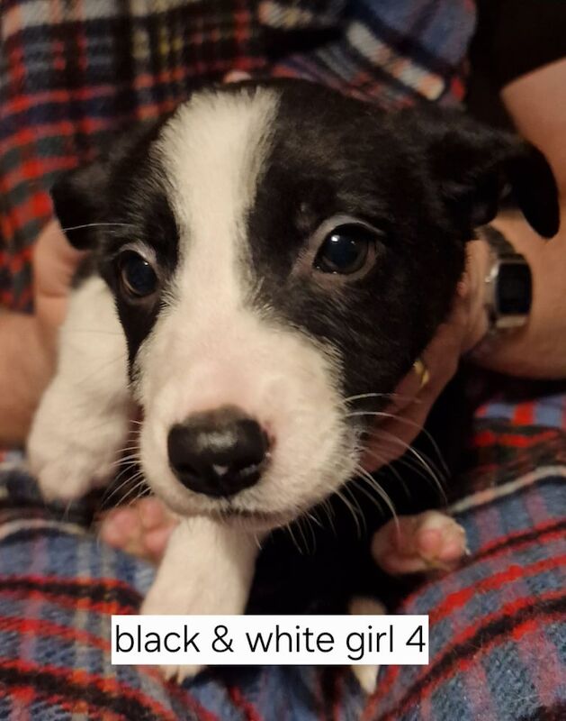 Border collie pups for sale in Bathgate, West Lothian - Image 2