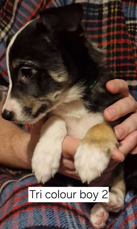 Border collie pups for sale in Bathgate, West Lothian - Image 3