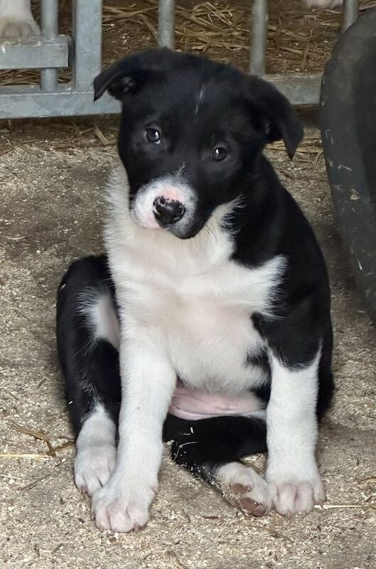 Border Collie pups for sale in Biggar, Lanarkshire - Image 1