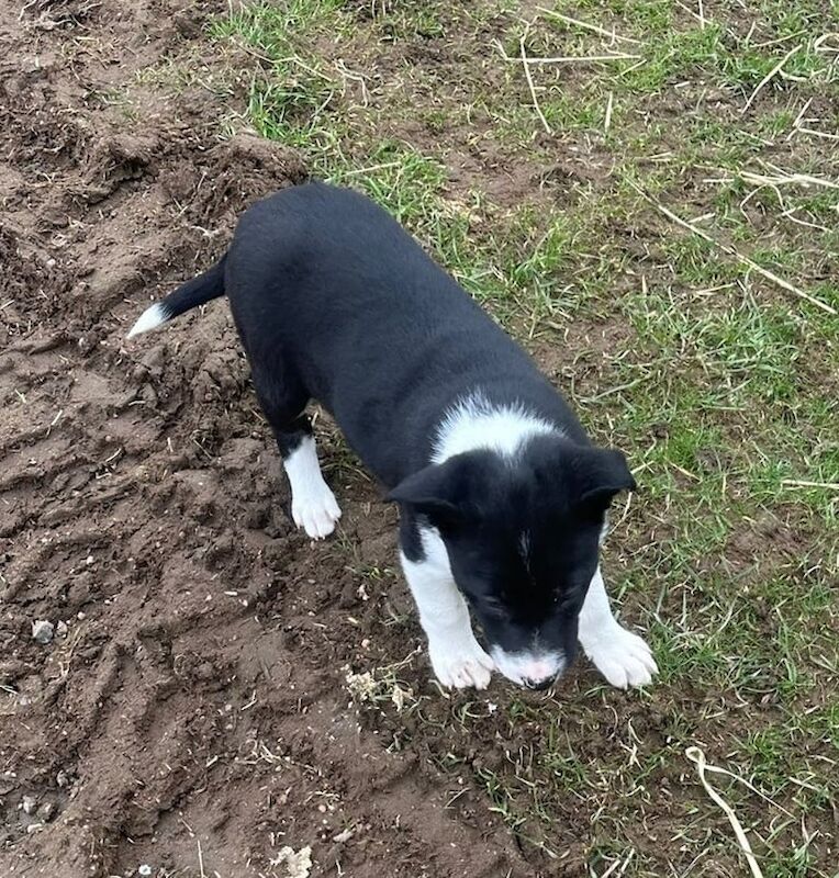 Border Collie pups for sale in Biggar, Lanarkshire - Image 2