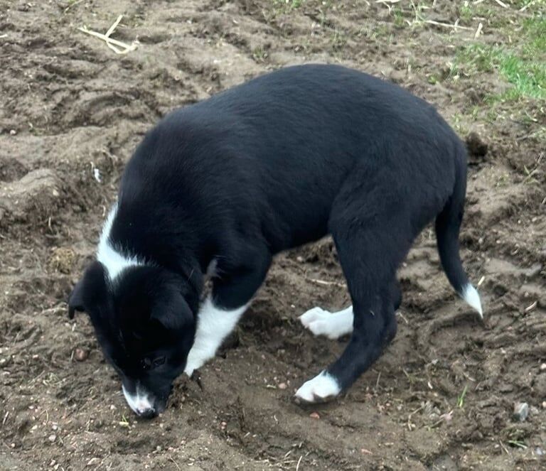 Border Collie pups for sale in Biggar, Lanarkshire - Image 3