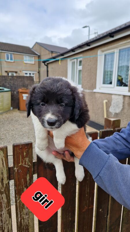 Border collie pups for sale in Cleator moor cumbria 