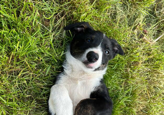 Border collie pups 7m old for sale in Penistone, South Yorkshire