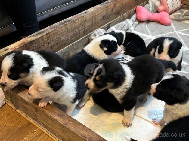 Border collie pups 8 available for sale in Ammanford/Rhydaman, Carmarthenshire