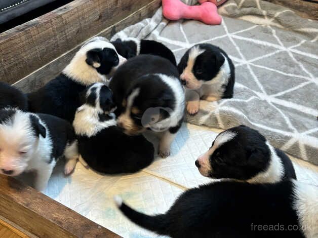 Border collie pups 8 available for sale in Ammanford/Rhydaman, Carmarthenshire - Image 2