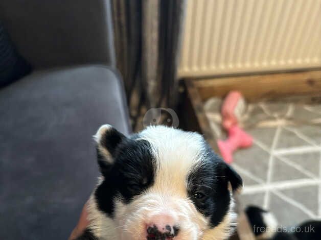 Border collie pups 8 available for sale in Ammanford/Rhydaman, Carmarthenshire - Image 3