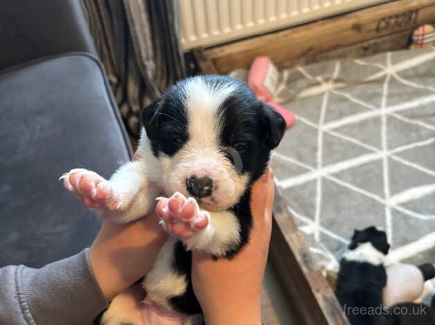 Border collie pups 8 available for sale in Ammanford/Rhydaman, Carmarthenshire - Image 4