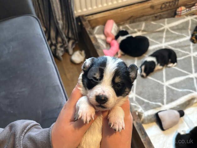 Border collie pups 8 available for sale in Ammanford/Rhydaman, Carmarthenshire - Image 5