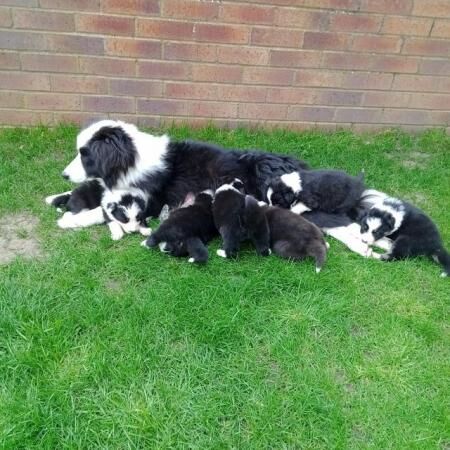 BORDER COLLIE PUPS 8 weeks old for sale in Kelloe, County Durham - Image 1