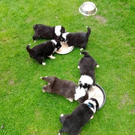 BORDER COLLIE PUPS 8 weeks old for sale in Kelloe, County Durham - Image 3